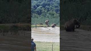 Elephant attacking hippo with calf [upl. by Alphonsine124]