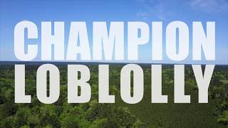 Champion Loblolly [upl. by Lundt]