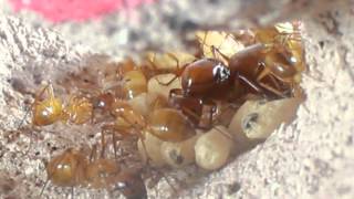 Camponotus sansabeanus colony found May 2014 at Crystal Lake Azusa Canyon CA [upl. by Naj]