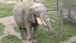 African Elephant Paignton Zoo 1st January 2019 [upl. by Rocher]