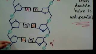 STRAW TAPE DNA HELIX  ENGLISH  DNA Model [upl. by Enirehtac]