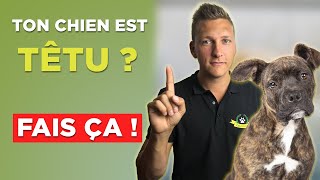 Comment éduquer un chien têtu  les 6 ordres fondamentaux [upl. by Annaeoj880]