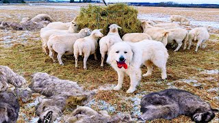 Perro Pastor Acorralado Por 11 Coyotes ELIMINÓ A 8 Para Salvar Ovejas [upl. by Soilissav]