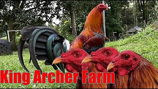 Lets Visit The Farm Of King Archer Gamefarm [upl. by Midge]