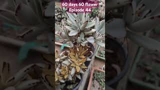 Kalanchoe tomentosa instagram youtubeshorts trending gardeningplants vastu succulentvarieties [upl. by Aikenat335]