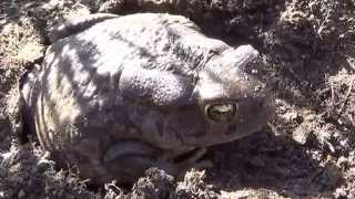 Raucous Toad Bufo rangeri [upl. by Ligetti]