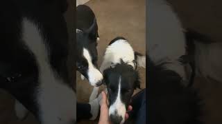 Border collies pattern recognition INSANE bordercollieworld bordercollielove doggosdoingthings [upl. by Gertruda]