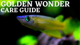 Golden Wonder Killifish Care and Breeding Guide  How To Keep and Breed Striped Panchax [upl. by Akceber]