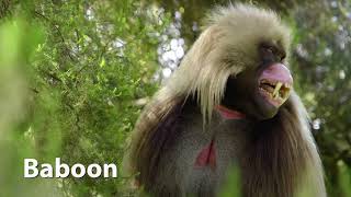 Gelada Baboon Sounds [upl. by O'Driscoll]