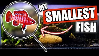 Best Nano Fish for Small Aquariums [upl. by Anital367]