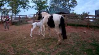 Spotted Draft Horse Filly Foal Mtn View Isis 1 day oldMOV [upl. by Romeu716]