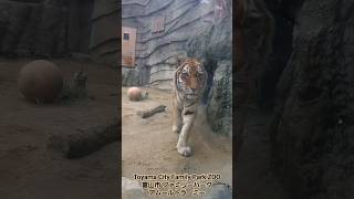 アムールトラ ミー TIGER 虎 Toyama City Family Park ZOO 富山市 ファミリーパーク 2024年2月29日 うるう年 旅行 観光 学習 里山 自然 動物園 [upl. by Tilla]