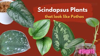 Scindapsus Plants that look like Pothos  SHORTS  MOODY BLOOMS [upl. by Hajile230]