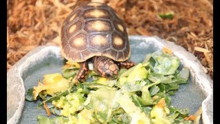 Redfoot Tortoise Unboxing from Redfoot Ranch [upl. by Jovitta]