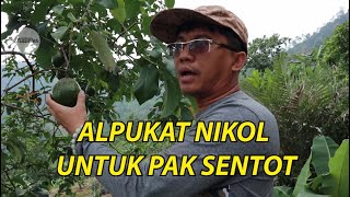 ALPUKAT NIKOL UNTUK PAK SENTOT [upl. by Jeffry]