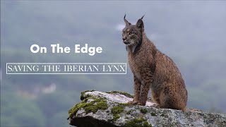 On The Edge Saving The Iberian Lynx [upl. by Narbig]