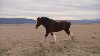 Budweiser features a Clydesdale in its 2022 Super Bowl commercial [upl. by Olnee939]