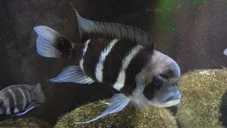 Learning From Your Frontosa Cichlids [upl. by Beaufert]