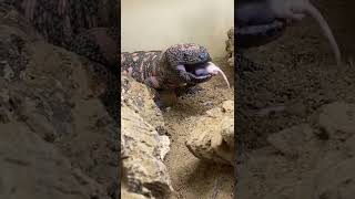 Feeding The Gila Monster [upl. by Floyd]