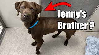 Jenny the Chocolate Lab gets Adopted 🎉 And I discovered something I wasnt expecting 🥺 [upl. by Ettelracs]