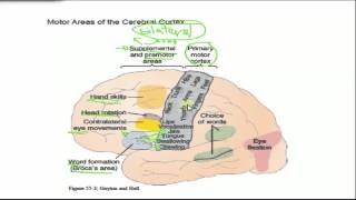 Neurophysiology  Cortical and brainstem motor function [upl. by Iadahs]