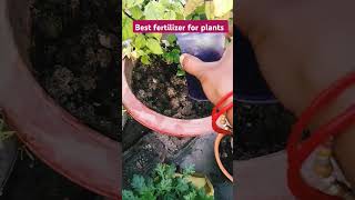 Best organic fertilizer for plants fertilizer gardening youtube shortsvideo [upl. by Kizzie]