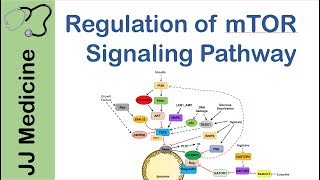 mTOR Signaling Pathway  Nutrient and Cell Stress Regulation [upl. by Suryt]