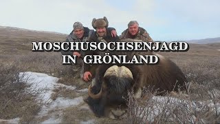 Moschusochsenjagd in Grönland  Trailer [upl. by Suruat]