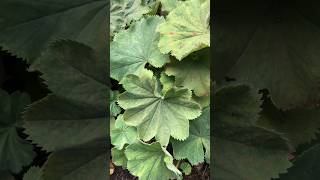 Alchemilla mollis  Garden Ladysmantle scientificname plants [upl. by Narrad]