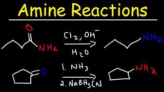 Amine Synthesis Reactions [upl. by Eineg]