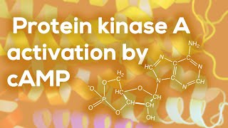 Protein kinase A activation by cAMP [upl. by Ellehsyt186]