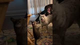 Funny Cat Momentscat catsanimals animalsfypfunnyvideos [upl. by Easter]