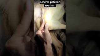 Lateral patellar luxation in caninepatellarluxationtwrsvetjunction dogsurgerydoggo [upl. by Nivalc869]