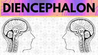 Diencephalon Explained  Epithalamus Thalamus Subthalamus and Hypothalamus [upl. by Charmaine]