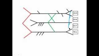 Draw the Brachial Plexus in 376 seconds or Better [upl. by Aneerak290]