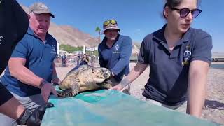 Hawksbill Turtles  Hawksbill Turtle Endangered  Hawksbill Turtle Laying Eggs  Granny Tao [upl. by Eduino799]