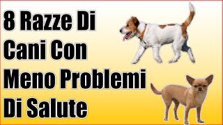 8 Razze Di Cani Con Meno Problemi Di Salute [upl. by Amaris579]