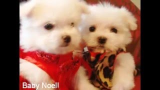 TINY TEACUP Maltese puppies for sale Too die for cute video [upl. by Femi]