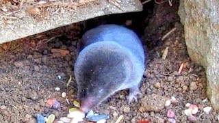 Short Tailed Shrew In Hyperactive Mode [upl. by Legyn]