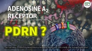 PDRN mechanism of action PDRN 작용기전 [upl. by Ycnahc30]