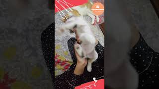 kitten milk formula  milk replacement options  Prince kitten Diaries Part 5 PawfectHome [upl. by Adleremse]