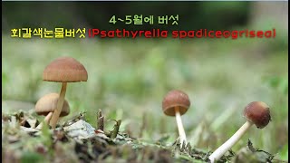 회갈색눈물버섯 Psathyrella spadiceogrisea [upl. by Laehplar]