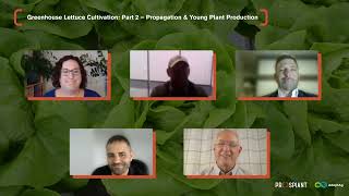 Greenhouse Lettuce Cultivation Part 2 – Propagation amp Young Plant Production [upl. by Patton]