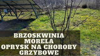 Najważniejszy wiosenny oprysk na choroby grzybowe drzew owocowych Czym pryskać brzoskwinię i morelę [upl. by Theron]