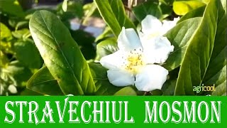 Stravechiul Mosmon  pom fructifer deosebit  Emisinuea Agricol [upl. by Katerine916]