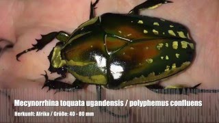 Mecynorrhina torquata ugandensis  polyphemus confluens  Larvenfütterung [upl. by Tihom670]