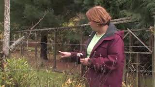 How to Prune Daisies for Winter [upl. by Dadivitan]