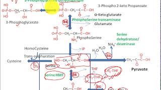 Metabolism of Serine and Glycine synthesis from glucose catabolism to glucose [upl. by Aurelius]