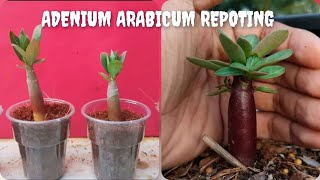 ADENIUM ARABICUM SEEDLINGS REPOTING AND BEST SOIL MIX FOR SUMMER [upl. by Azarcon]