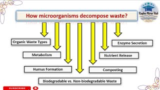 How do microorganisms decompose waste decomposers waste microbiology lecture [upl. by Battista]